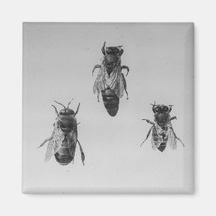 Imã Apiarist da apicultura Apiology de trabalhador do