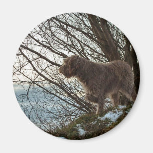 Imã Apontar de Korthals Griffon - de Tsjip