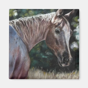Imã Appaloosa horse in a field