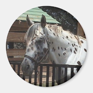Imã Appaloosa Magnet