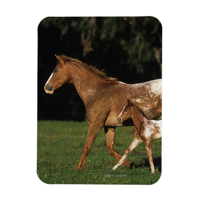 Ímã Appaloosa Mare E Foal (Vertical)