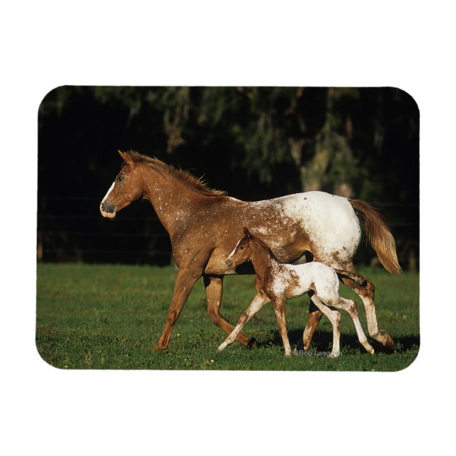 Ímã Appaloosa Mare E Foal (Horizontal)