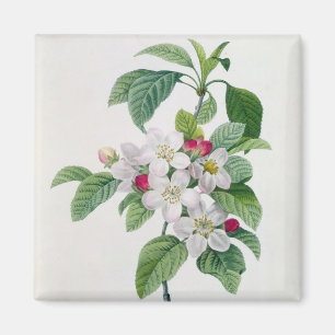 Imã Apple floresce, 'do DES de Les Choix mais Belles