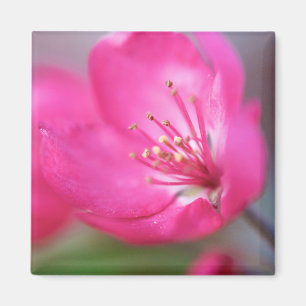 Imã Apple floresce ímã