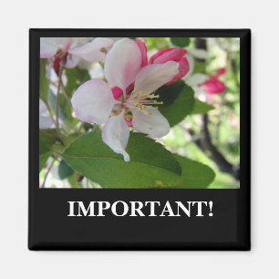 Imã Apple floresce ímã de