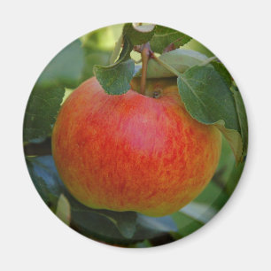 Imã Apple James aflige-se o ímã