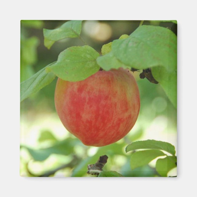 Imã Apple Red Annanas - ímã (Frente)
