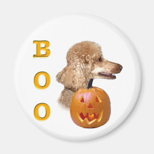 Imã Apricot Coated Poodle Boo