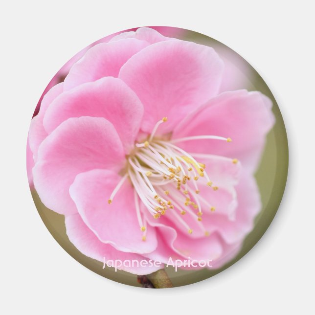 Imã Apricot Japonês [Magneta Círculo] (Frente)