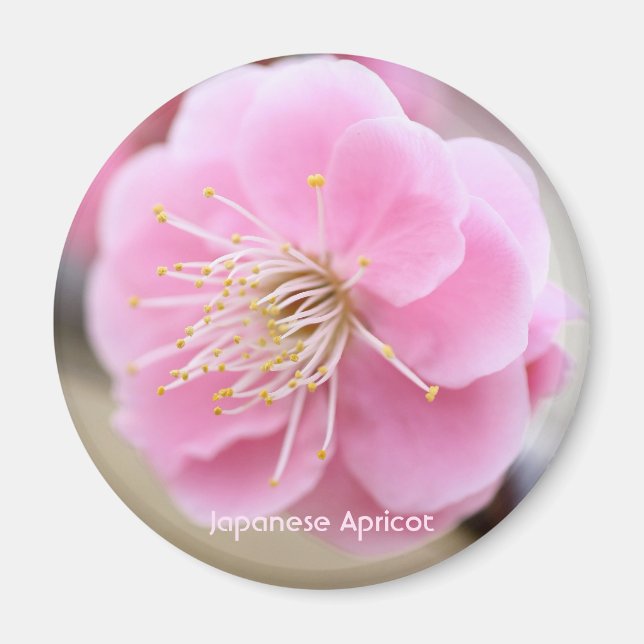 Imã Apricot Japonês [Magneta Círculo] (Frente)