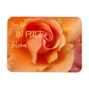 Ímã Apricot Peach Rosa Flower Close (Fechar foto)