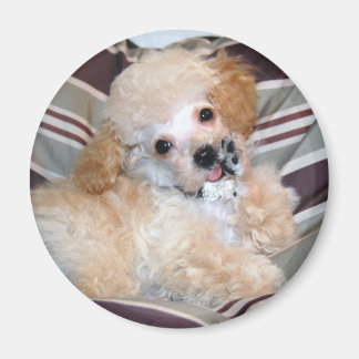 Imã Apricot Poodle Puppy falando acenando