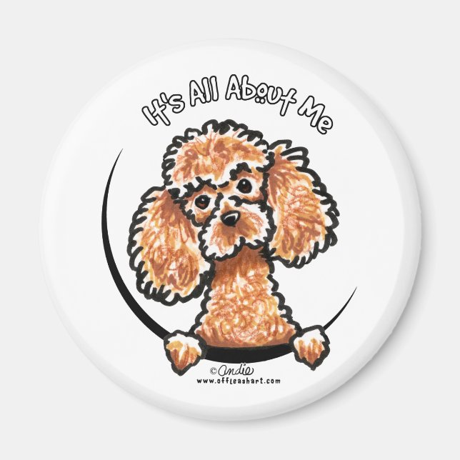 Imã Apricot Toy Miniature Poodle IAAM (Frente)