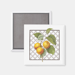 IMÃ APRICOTES