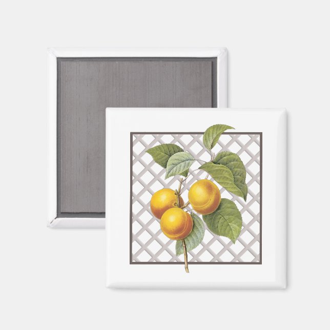 IMÃ APRICOTES (Front/Back)