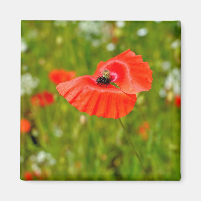 Imã Aproximação de papoilas (Frente)