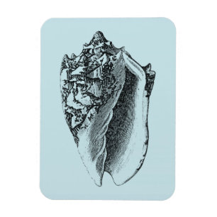 Ímã Aqua Conch Shell