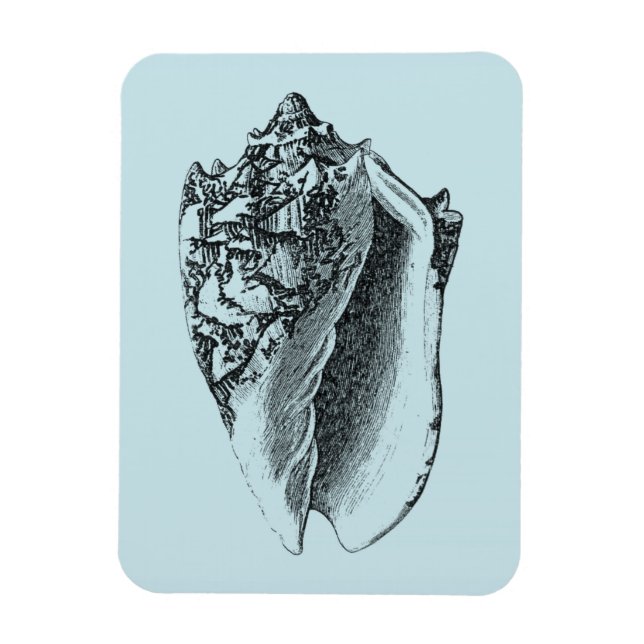 Ímã Aqua Conch Shell (Vertical)
