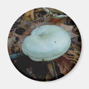 Imã Aqua Mushroom Magnet