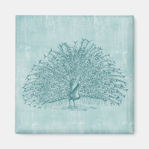 Imã Aqua Peacock