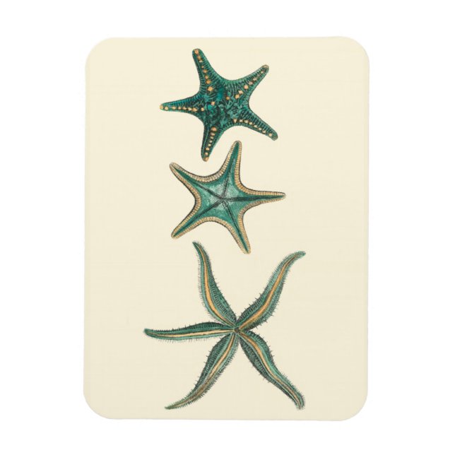 Ímã Aquamarine Triple Starfish (Vertical)