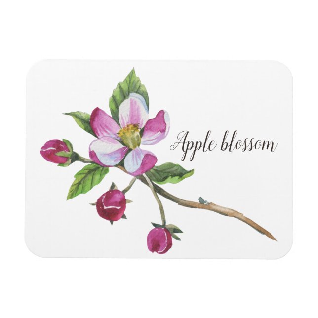 Ímã Aquarela Flor de Maçã Botânica (Horizontal)