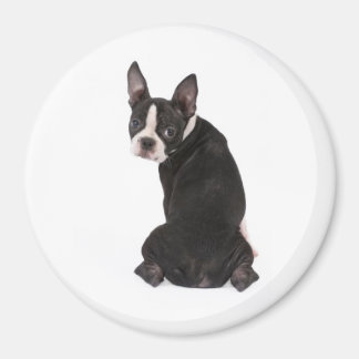 Imã Aqui está você, Boston Terrier Magnet