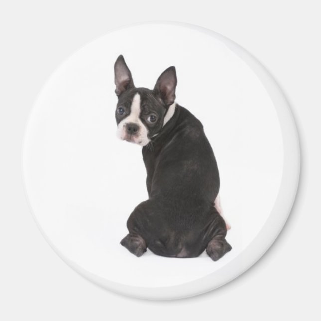 Imã Aqui está você, Boston Terrier Magnet (Frente)