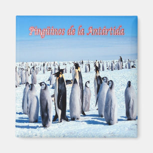 Imã AR - Argentina - Pinguins na Antártica