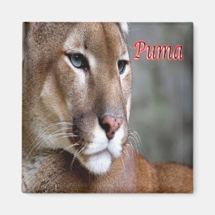 Imã AR - Argentina - Puma