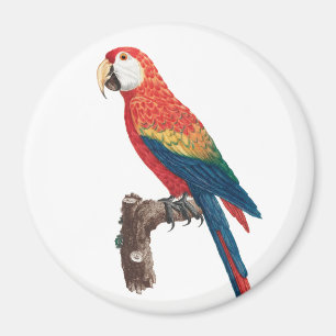 Imã Ara Canga Parrot