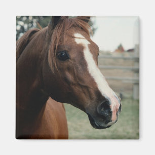 Imã Árabe em Pasture