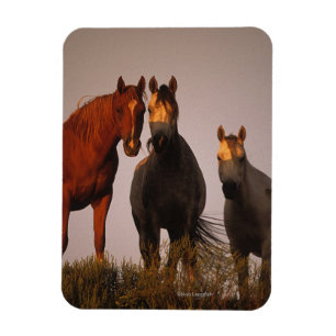 Ímã Árabes ao pôr do sol