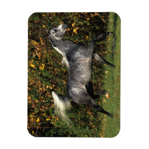 Ímã Árabes Correndo: outono