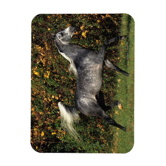 Ímã Árabes Correndo: outono (Vertical)