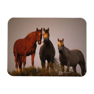 Ímã Árabes no por do sol