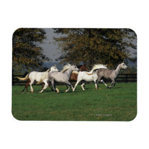 Ímã Árabes que funcionam no campo