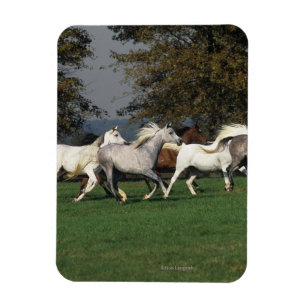 Ímã Árabes que funcionam no campo