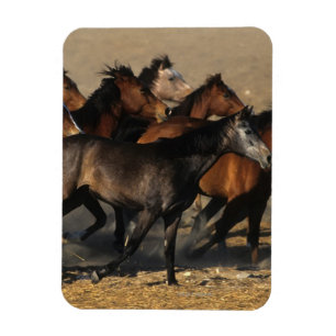 Ímã Árabes que funcionam no deserto