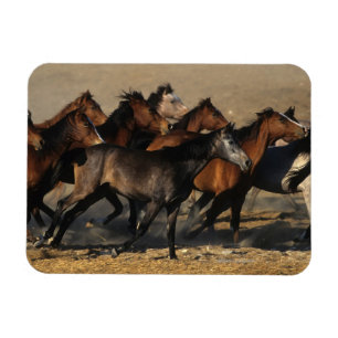 Ímã Árabes que funcionam no deserto