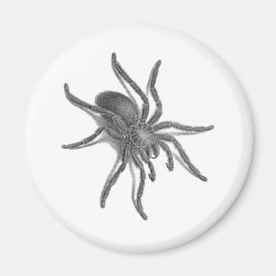 Imã Aranea Avicularia, aranha cubana preta
