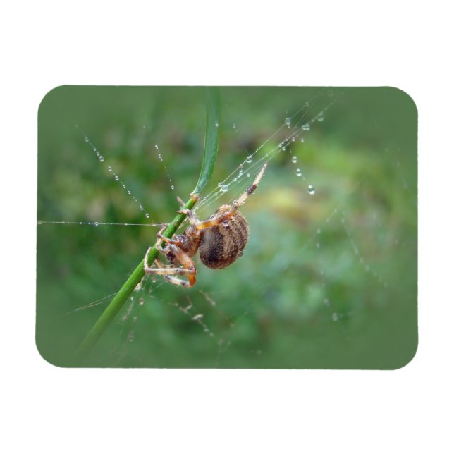 Ímã Araneus - Orb Weaver Spider (Horizontal)