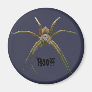 Imã Aranha