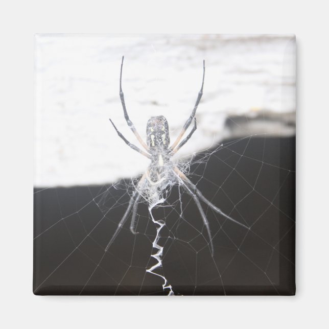 Imã Aranha (Frente)