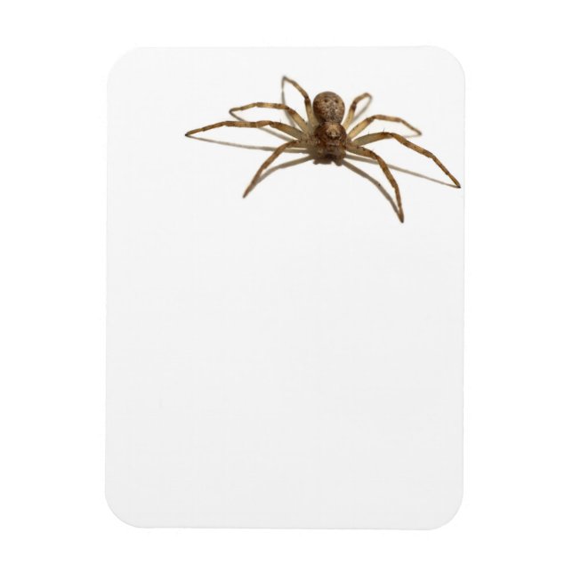 Ímã Aranha (Vertical)