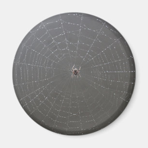 Imã Aranha