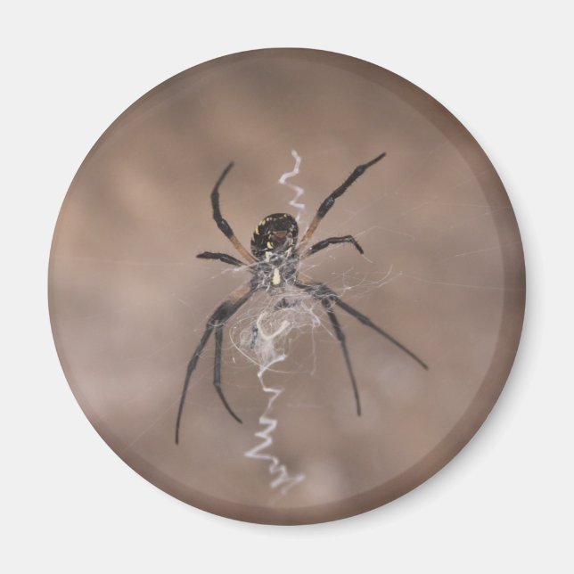 Imã Aranha-Aranha (Frente)