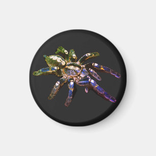 Imã Aranha azul/vermelha/laranja/preta
