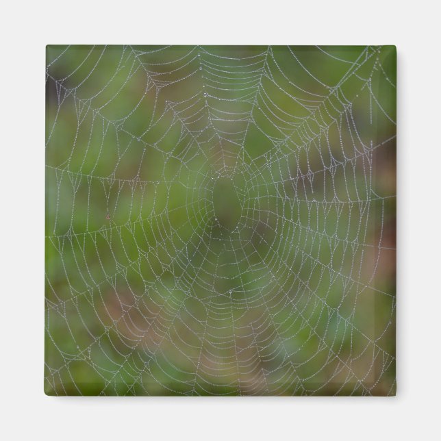Imã Aranha Com Gotas (Frente)