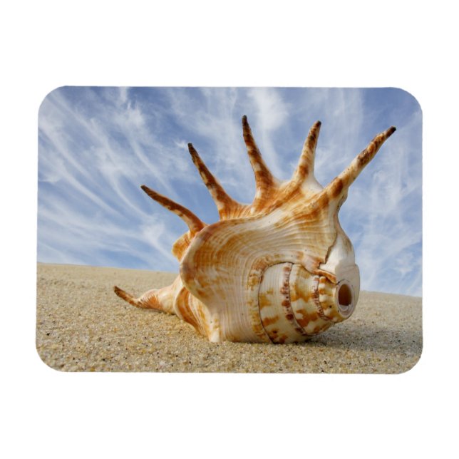 Ímã Aranha Conch Seashell em Sandy Beach (Horizontal)